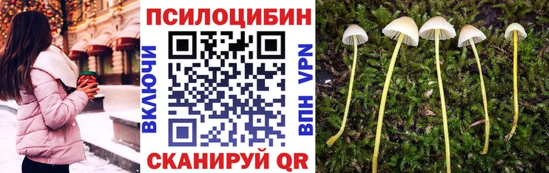 Купить закладки  Эртиль  Псилоцибиновые грибы мицелий 